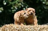 NORFOLK TERRIER 023
